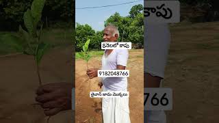 తైవాన్ జామ మొక్కలు లభించును సంప్రదించండి :9182048766