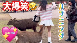 大爆笑🤣奈良の鹿と楽しむ観光客🫎ハプニング