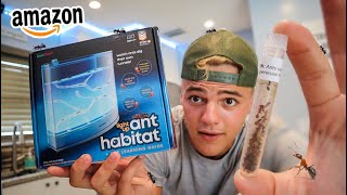 My *NEW* ANT FARM!! (unbelievable)