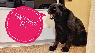 The guest tries to touch the panther Luna🙈