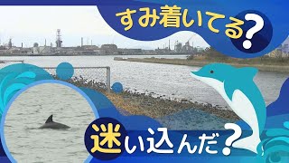 “イルカの群れ”北九州市の河口に　専門家「この辺りで生活している可能性」　福岡