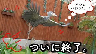 FUTABA, the Shoebill ハシビロコウふたば、1時間半超えの羽づくろいをついに終了! 【秋のふたば17】2022 autumn-17 2022年10月October 2022