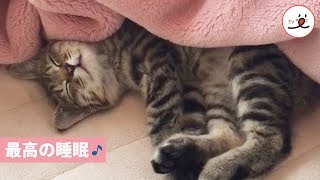 猫さん、優雅な睡眠をお楽しみ中【PECO TV】