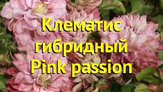 Клематис гибридный Пинк пэшн. Краткий обзор, описание характеристик clematis Pink passion