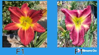 Daylilies : How to easily breed your own varieties