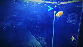 Nano desktop Marine Fish Tank