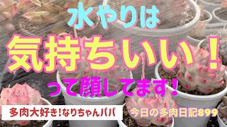 【多肉植物】【ガーデニング】【農家】【農業】【農園】【園芸】気持ちいい‼️って顔してる❣️　　　多肉大好き！なりちゃんパパ　多肉奮闘記その899