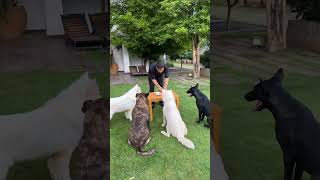 MS Dhoni celebrate his birthday with dogs💛❤/#viral #trending #msdhoni #shorts #dhonibirthday #csk
