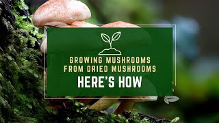 Growing Mushrooms From Dried Mushrooms - Here's How To Do It!