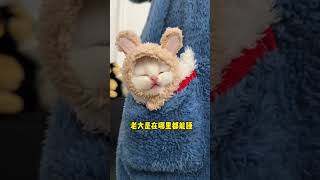 #它真的好像个小宝宝 #这小猫谁养谁不迷糊 #养猫的应该都懂吧 #我镜头下的小猫 #铲屎官的乐趣