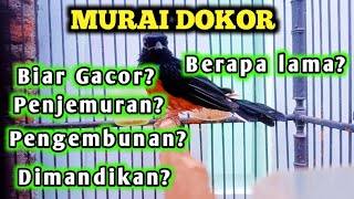 Perawatan murai dokor yang bikin penasaran, || murai dokor biar gacor