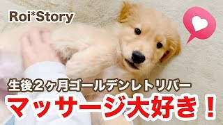 もっとナデナデして♡マッサージ大好きなゴールデンレトリバーの子犬