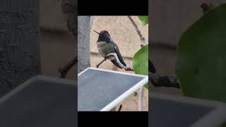 Vibrant Hummingbird