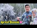 Spring Season in My Village 😱 Apricot Blossom 🌸 | Khobsurat Nazara 🤩