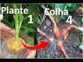 Nunca mais compre cebola, Plante e colha em casa super fácil!