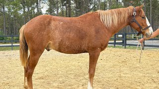 Haflinger cross riding