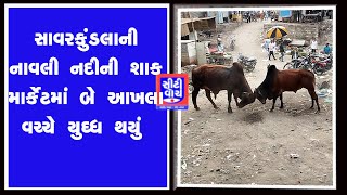 Savarkundla ની નાવલી નદીની શાક માર્કેટમાં બે આખલા વચ્ચે યુધ્ધ થયું | CITY WATCH NEWS