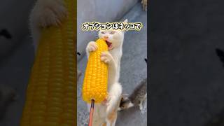 ネッコの動画見てニヤけたら負けwww #猫のいる暮らし #猫 #猫動画 #ねこ #可愛い #かわいい #癒し #ペット #動物 #2ch #shorts