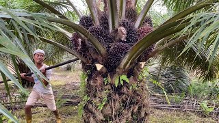 TAK KUSANGKA BUAHNYA SEHEBAT INI, KEBUN SAWIT KALIMANTAN