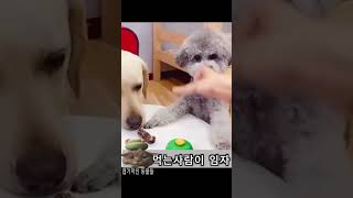 엽기적인 동물들 Funny anlmals #3