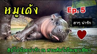 หมูเด้ง Ep.5 Moo Deng the hippo Thailand. #moodeng #babyhippo #hippo #funny