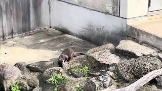 24/10/31 市川市動植物園 カワウソ \