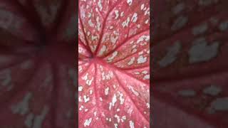 Beautiful Caladium #caladium #caladiumplants #caladiumvarieties