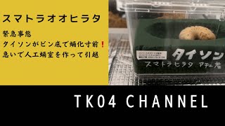 【スマトラオオヒラタ羽化計画　タイソン編】６話 　ビン底で前蛹になったので慌ててお引越　大型クワガタを羽化させたい！#スマトラヒラタ #クワガタ #ブリード #幼虫 #菌糸瓶　#dorcus #アチェ