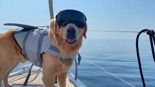 The World's Coolest Dog 😎 🤣 | FUNNIEST Pets Of The Week