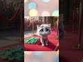 malunya kucing putih jadi artis jatuh di red carpet 😿🎥 shorts kucing cat