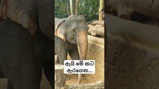 මේ මොකද මේ..කොහොමද මෙයාගේ කට?...😀😀😛 #trending #viral #2024 #new #elephant #srilanka #animals