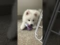 the cutest sassiest samoyed puppy