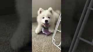 The Cutest Sassiest Samoyed Puppy!