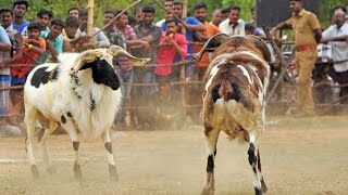 Madurai fight goat[ mass video]#alshajifarm#shorts