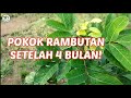 POKOK RAMBUTAN SETELAH 4 BULAN…