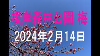 根岸森林公園 梅（2024年2月14日）/ Yokohama Japan