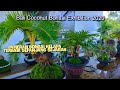 Pameran Bonsai Kelapa Terbaik sepanjang Sejarah 2020