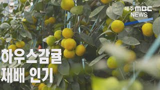 재배면적 다시 늘어나는 하우스감귤(2021.5.17 /뉴스투데이 제주 / 제주MBC)