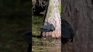 Watch as a heron kicks a grackle out of its spot  #shorts #wildlife #nature#birds