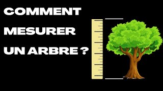 Comment mesurer la hauteur d'un arbre (sans le couper !) ?