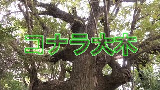 【昆虫採集】9月最終は市内で新規開拓しながらクワガタチェック！ 極太クヌギやコナラの大木まで‼︎  崖から落ちながらの撮影‼︎  收集昆蟲  Stag beetle Insect collecting