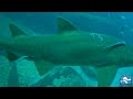 grey nurse shark documentary wolf rock dive centre