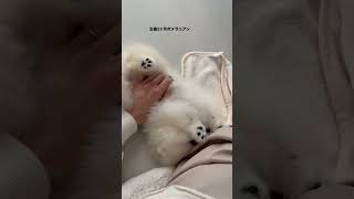 甘えん坊のパピー#pomeranian #ポメラニアン #puppy #子犬 #dog #강아지 #cutepuppy #犬#ワンコ#ワンコ#犬のいる暮らし #犬のいる生活 #포메라니안