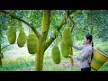 Amazing jackfruit! Used for fruit and Chinese food｜野小妹 wild girl