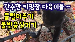 다육이들 관수 후 물반응 살피고  백분감 강한 다육은 고인물 털어줍니다 ~