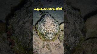 ഇതിനെ തൊട്ടാൽ നമ്മുടെ മരണം ഉറപ്പുതന്നെ #fish #facts #subscribe #malayalam #amazingfacts #new