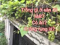 Trồng những cây này, vừa mát sân nhà, vừa có ăn | THÍCH TRỒNG CÂY TV