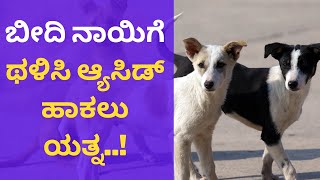 Street dog | ಸಿಲಿಕಾನ್ ಸಿಟಿಯಲ್ಲಿ ಮತ್ತೆ ಅಮಾನವೀಯ ಕೃತ್ಯ: ಬೀದಿ ನಾಯಿಗೆ ಮನಬಂದತೆ ಥಳಿಸಿದ ದುರುಳರು | Zee