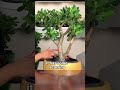 How Jade Plant Grow Back After Pruning #crassulaovata #jadeplant #houseplant #bonsai #minitree