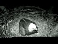 DC Eagle Cam 2-19-17: We Have An Egg!